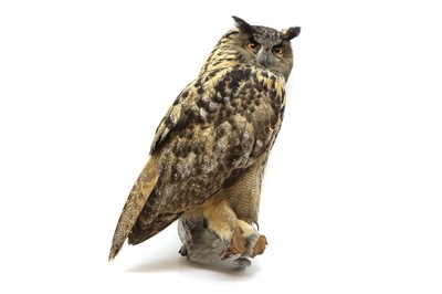 Lot 396 - Taxidermy: a Eurasian eagle owl