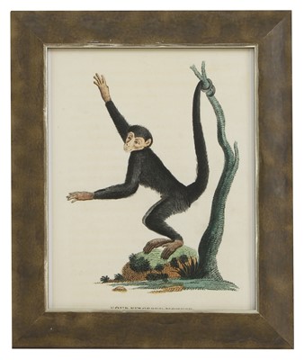 Lot 571 - After George Edwards and Jacques de Sève