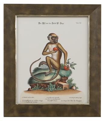 Lot 571 - After George Edwards and Jacques de Sève