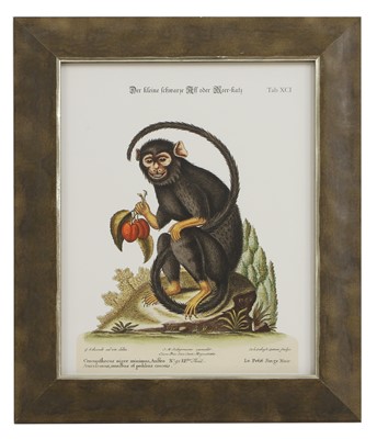 Lot 571 - After George Edwards and Jacques de Sève