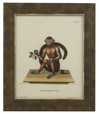Lot 571 - After George Edwards and Jacques de Sève