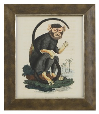 Lot 571 - After George Edwards and Jacques de Sève