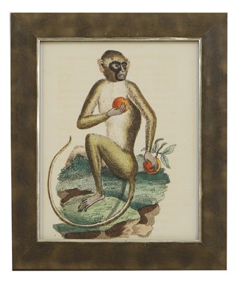 Lot 571 - After George Edwards and Jacques de Sève