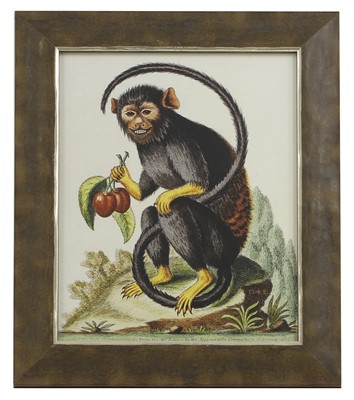 Lot 571 - After George Edwards and Jacques de Sève