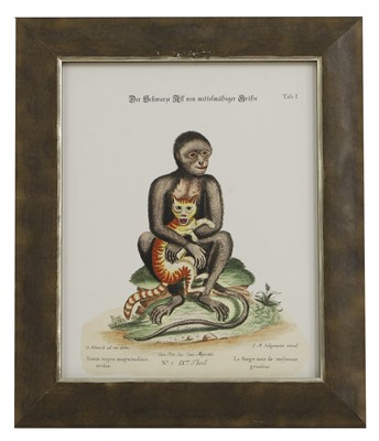 Lot 571 - After George Edwards and Jacques de Sève