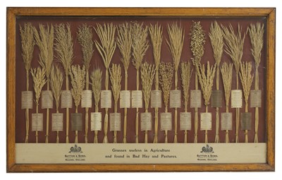 Lot 504 - A specimen grasses display