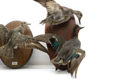 Lot 429 - Taxidermy: a common snipe, mallards, and a sandpiper