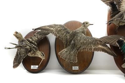 Lot 429 - Taxidermy: a common snipe, mallards, and a sandpiper