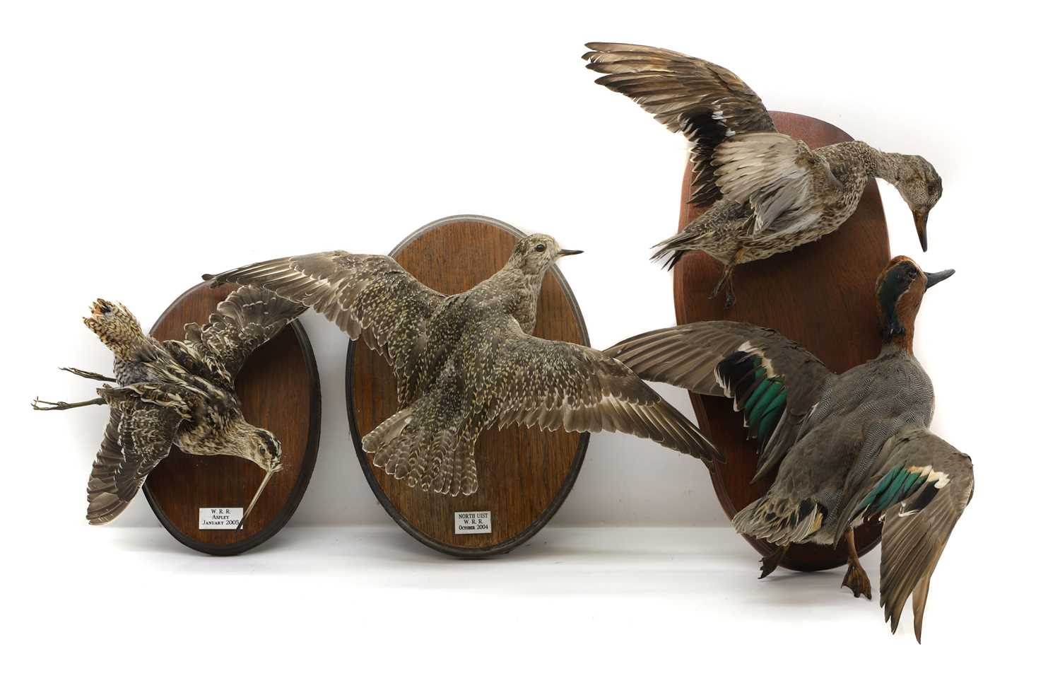 Lot 429 - Taxidermy: a common snipe, mallards, and a sandpiper
