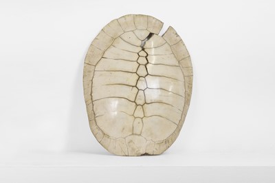 Lot 349 - A large blonde turtle shell