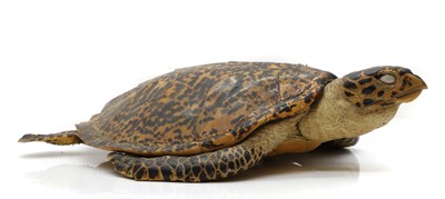 Lot 241 - Taxidermy: a Hawksbill sea turtle