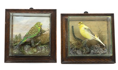 Lot 557 - Taxidermy: a canary and budgerigar