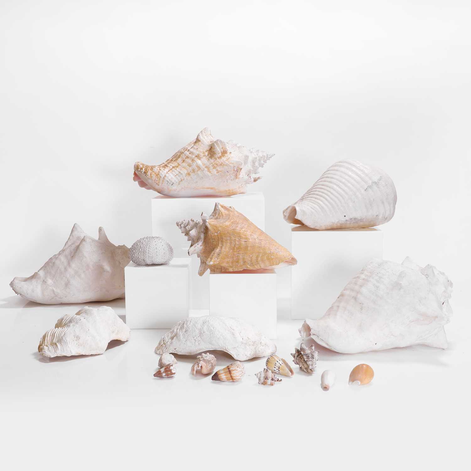 Shell High Resolution Lot 109 - A collection of shells,