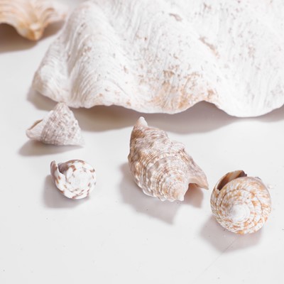 Lot 109 - A collection of shells