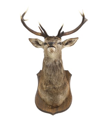 Lot 707 - Taxidermy: A Red deer stag