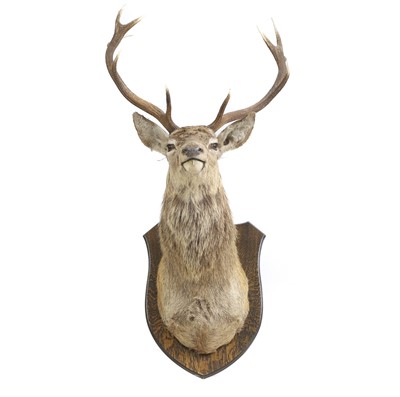 Lot 707A - Taxidermy: a Red deer stag