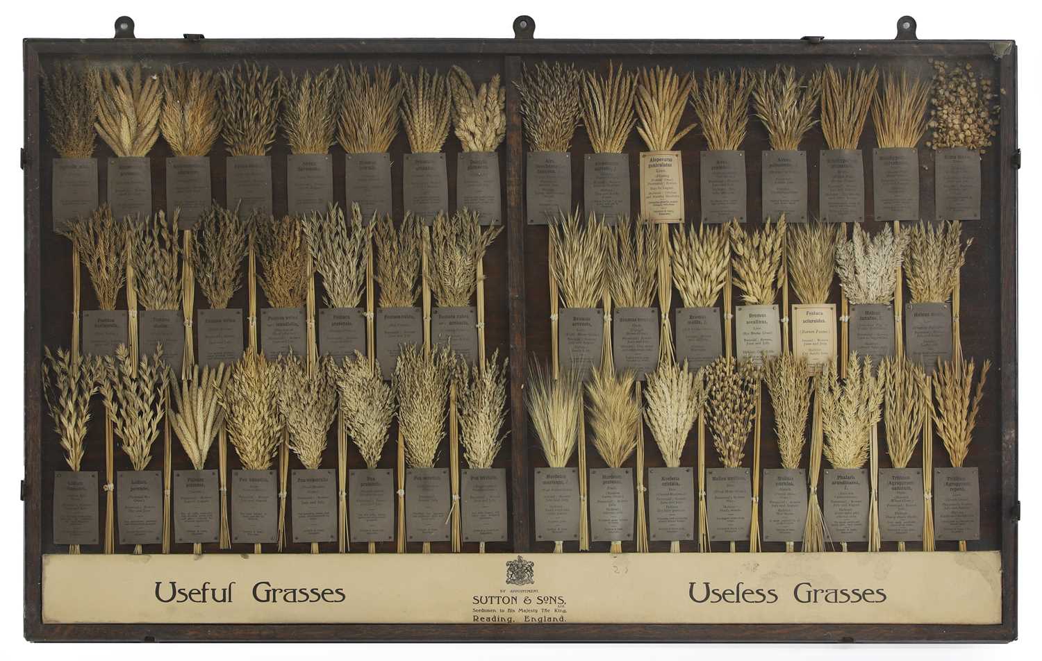 Lot 505 - A grass sampler display by Sutton & Sons