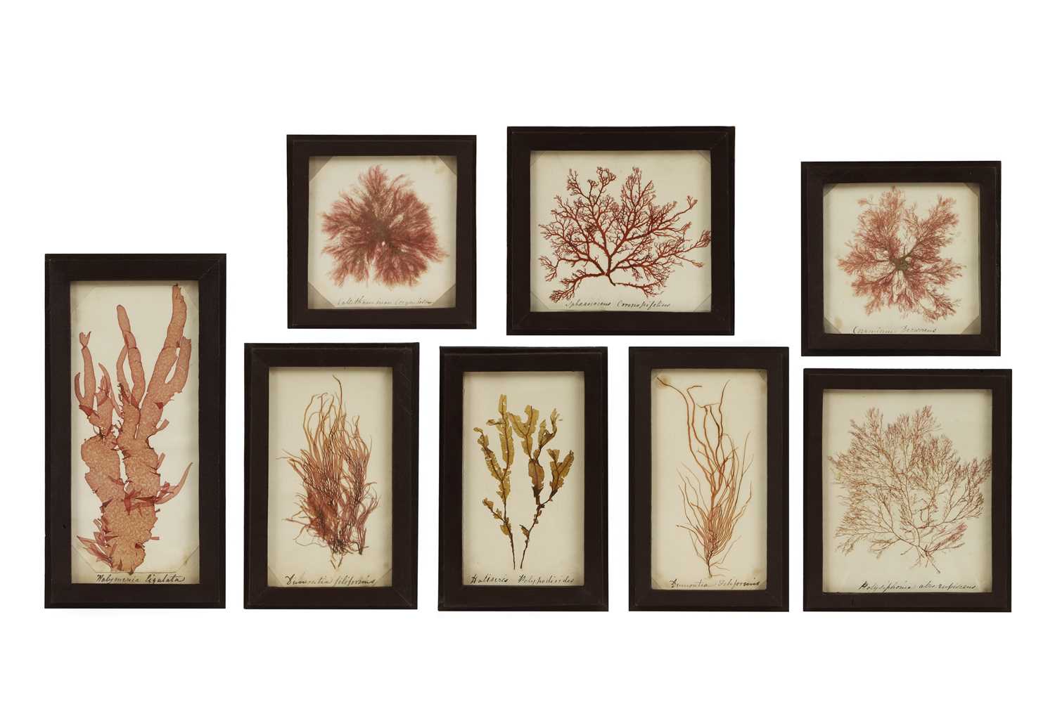 Lot 481 - A collection of framed algae specimens,