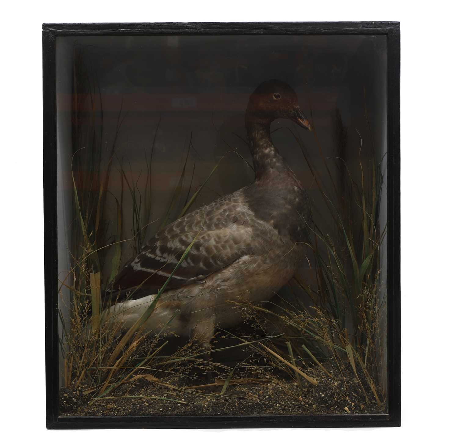 Lot 630 - A stuffed and mounted goose