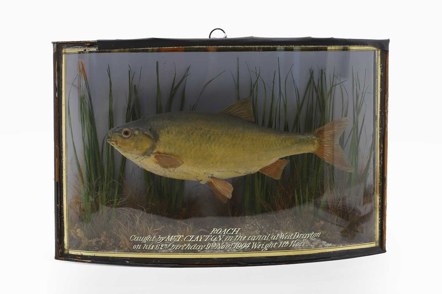 Lot 630 - A stuffed and mounted roach