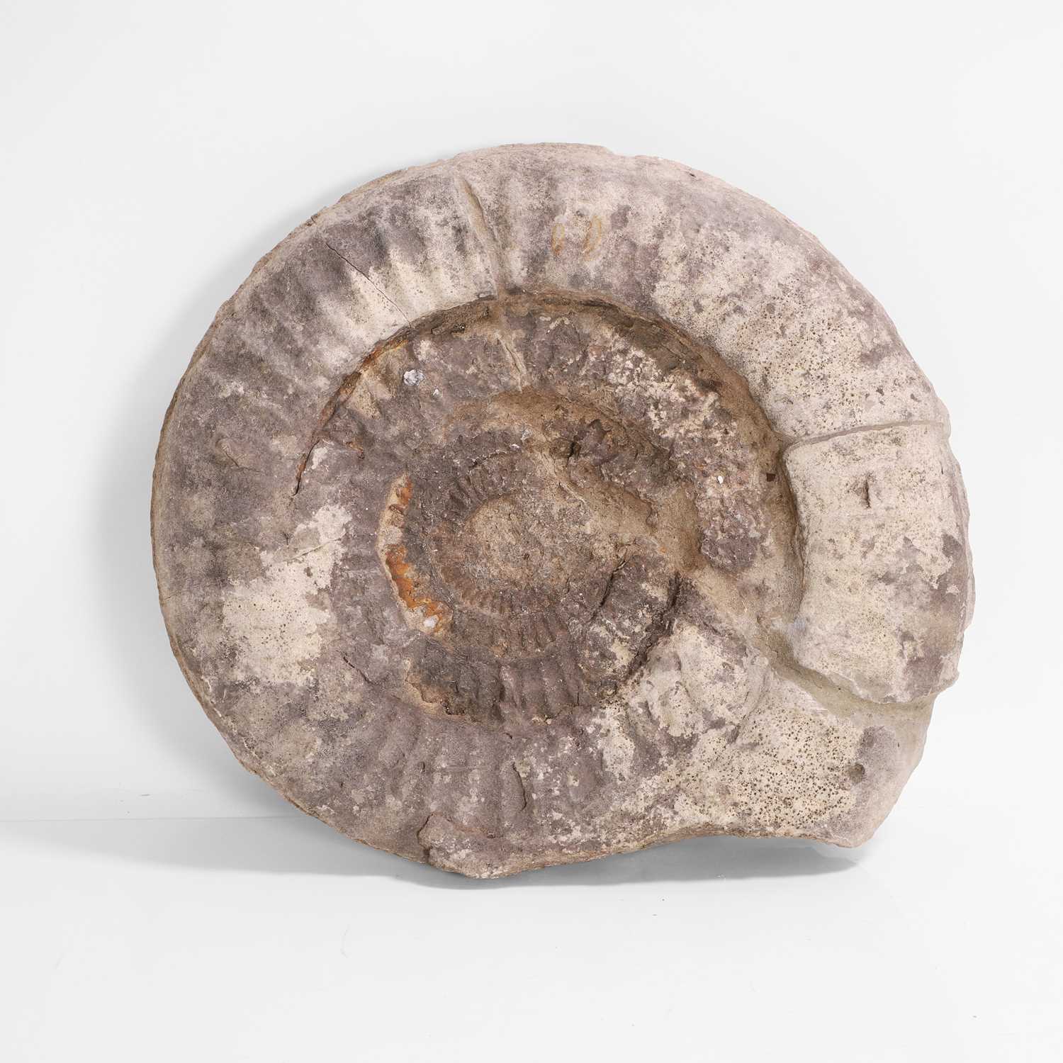 Lot 135 - A large ammonite fossil