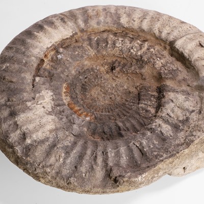 Lot 135 - A large ammonite fossil