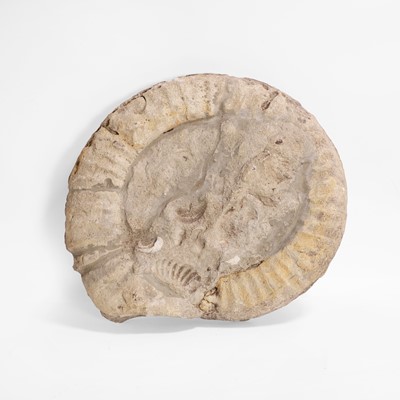 Lot 135 - A large ammonite fossil
