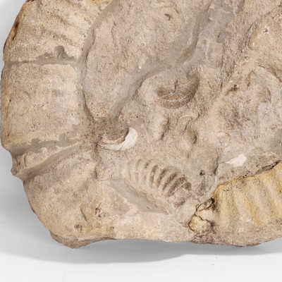 Lot 135 - A large ammonite fossil