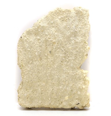 Lot 632 - Fossils - a Sea Urchin (Scutella Paulensis) plaque