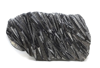 Lot 241 - Fossils - a large Orthoceras group