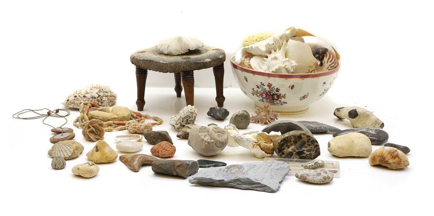 Lot 235 - A collection of shells, fossils and minerals,