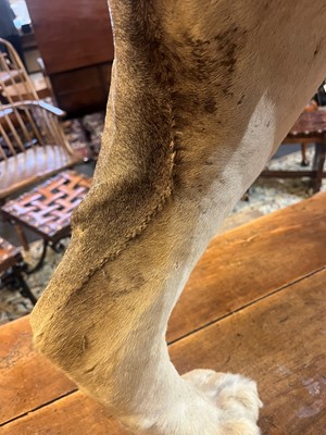 Lot 430 - A taxidermy African lion (Panthera leo)
