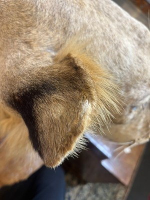 Lot 430 - A taxidermy African lion (Panthera leo)