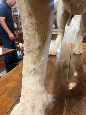 Lot 430 - A taxidermy African lion (Panthera leo)