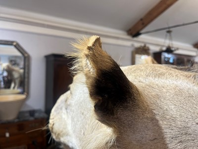 Lot 430 - A taxidermy African lion (Panthera leo)