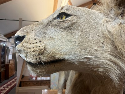 Lot 430 - A taxidermy African lion (Panthera leo)