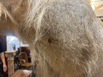 Lot 430 - A taxidermy African lion (Panthera leo)