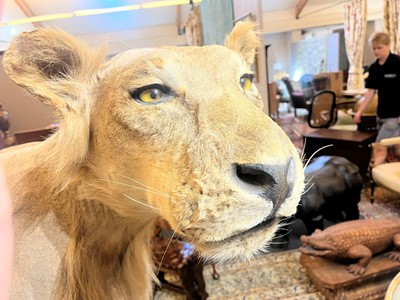 Lot 430 - A taxidermy African lion (Panthera leo)