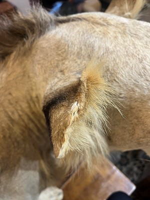 Lot 430 - A taxidermy African lion (Panthera leo)