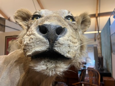 Lot 430 - A taxidermy African lion (Panthera leo)