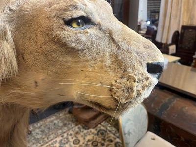 Lot 430 - A taxidermy African lion (Panthera leo)