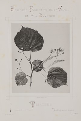 Lot 2 - Eugène de Gayffier