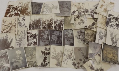 Lot 38 - A collection of flower and plant studies