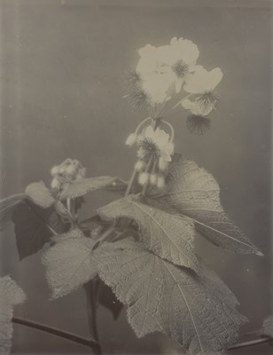 Lot 38 - A collection of flower and plant studies