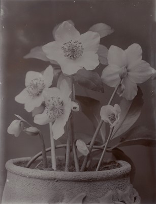 Lot 38 - A collection of flower and plant studies