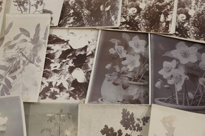 Lot 38 - A collection of flower and plant studies