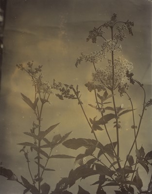 Lot 38 - A collection of flower and plant studies