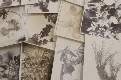 Lot 38 - A collection of flower and plant studies