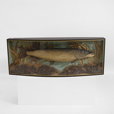 Lot 282 - Taxidermy: a large pike