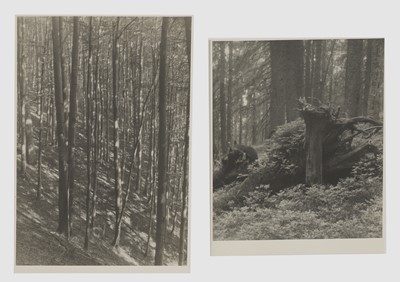 Lot 91 - Josef Sudek (Czech, 1896-1976)
